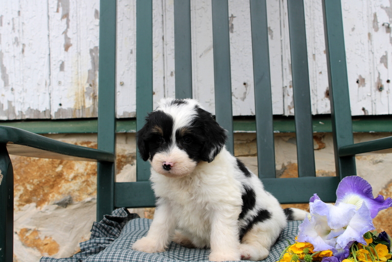 puppy, for, sale, Mini Bernedoodle F2, Matthew B. Stoltzfus, dog, breeder, Gap, PA, dog-breeder, puppy-for-sale, forsale, nearby, find, puppyfind, locator, puppylocator, aca